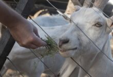 kurban bayraminda oruc tutulur mu diyanetten kurban bayrami orucu aciklamasi uVcZ9CnZ