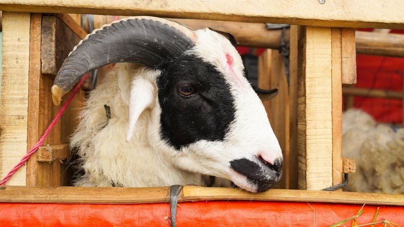 kurban fiyatlari ne kadar kac tl vilayet il buyukbas kucukbas kurbanlik fiyatlari 0 zkMr8F1Z
