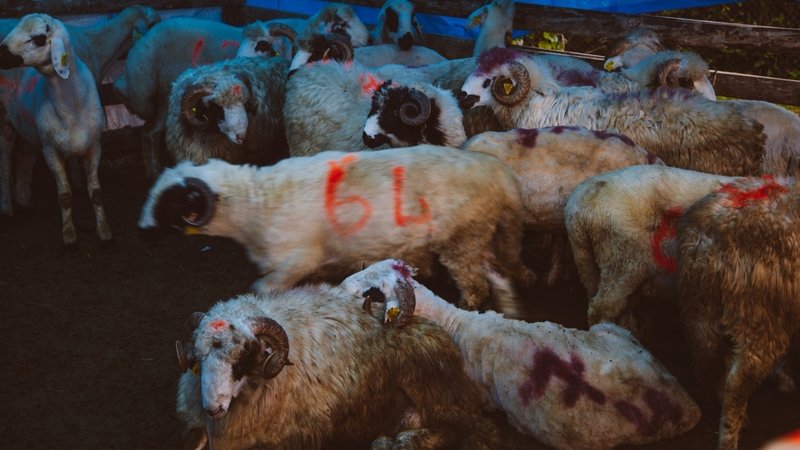 kurban fiyatlari ne kadar kac tl vilayet il buyukbas kucukbas kurbanlik fiyatlari 2 LFQIK3iK