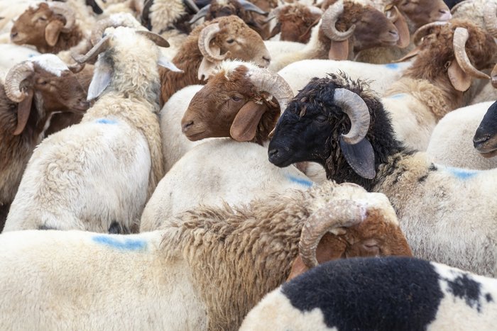 kurban kesilirken okunacak dualar diyanet kurban bolumu sirasinda hangi dua okunur 3 gCDXa9Ua