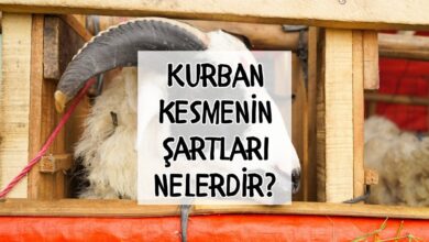 Kurban kesmenin kuralları nelerdir, kimler kurban kesmeli? 6 kurban kesmenin kurallari nelerdir kimler kurban kesmeli RUsZHAHy