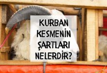 Kurban kesmenin kuralları nelerdir, kimler kurban kesmelidir? 11 kurban kesmenin kurallari nelerdir kimler kurban kesmelidir 4VhMbQqp